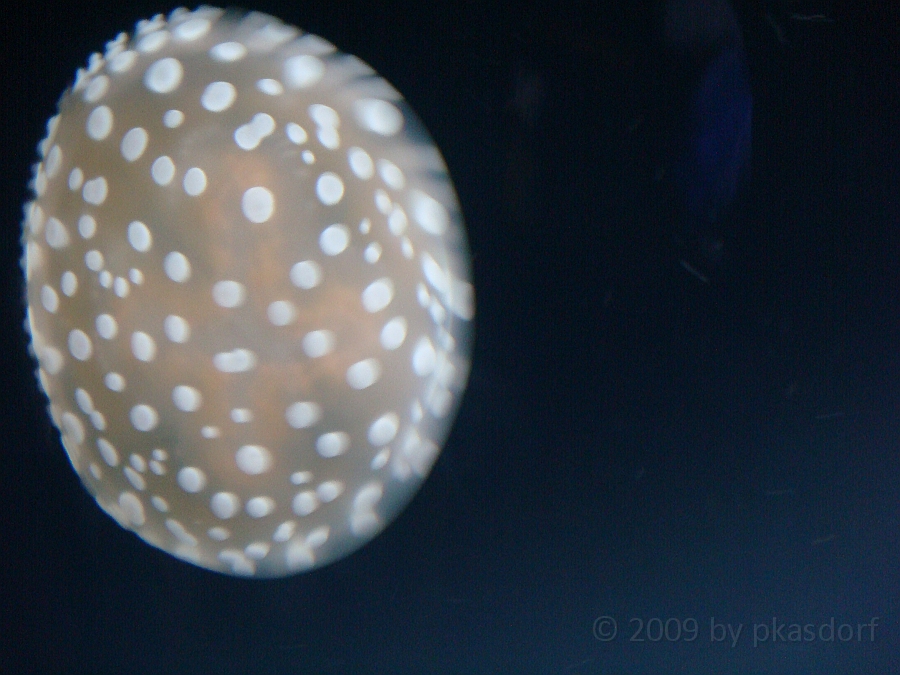 Baltimore [2009 July 02] 225.JPG - Scenes from Baltimore's Inner Harbor.